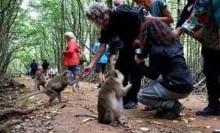 Cách trung tâm TP HCM 50km có khu rừng um tùm, la liệt một loài động vật hoang dã, dân tình tha hồ chụp hình