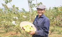 Đây là loại quả ngon, cắn giòn, ăn ngọt, ông nông dân Đà Nẵng trồng thành công, bán chạy như tôm tươi