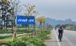 Đường hoa nông thôn mới đẹp như phim ở một xã NTM nâng cao của Ninh Bình, hoa phong linh vàng rực