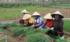 Nông dân ở một vùng bãi ngang ở Nghệ An đang thu bộn tiền từ thứ cây gì, hễ bán là hết sạch?