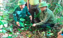 Vô một khu rừng nổi tiếng Hà Tĩnh thấy dân trồng cây dược liệu gì mà tốt um, nhổ lên bán ra tiền?