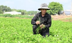 Thứ 'cây bấp bênh' là cây gì mà nông dân Tây Ninh trồng thành công, năm đắt lời cao, năm rẻ nhổ đem cho?