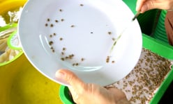 Cận cảnh dân Cà Mau đếm con vật nhỏ li ti bán làm giống, 'dân ngoại đạo' nhìn hoa mắt chóng mặt