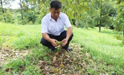 Một 'xã tỷ phú' ở Lâm Đồng nông dân đang lo sốt vó bởi loại cây tiền tỷ cứ rụng hoa, rơi quả non