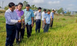 Một huyện ở Sóc Trăng bất ngờ giảm hơn 4.200 ha diện tích lúa đông xuân muộn so với năm trước, nguyên nhân do đâu?