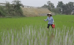 Lúa đông xuân xanh tốt ở một huyện của Yên Bái, nông dân nói nguyên nhân, ai nghe cũng bất ngờ