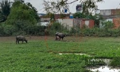 Vụ trâu húc hai người đàn ông nhập viện ở Bình Chánh: Xử phạt một nạn nhân 3 triệu đồng vì sao?