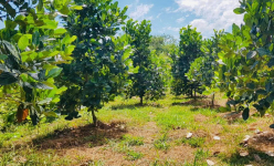 Khu vườn 'khổng lồ' rộng 46ha đất, trồng toàn loại cây 'đẻ' ra tiền tỷ của một nông dân Hậu Giang
