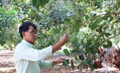 Loại cây 'nồi đồng cối đá' này ở Bà Rịa-Vũng Tàu, ngước trông lên toàn thấy lá trong khi giá hạt tăng cao