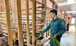 Bán nhà để nuôi con vật đặc sản này, đến nay anh nông dân Kon Tum lãi đều 300 triệu/năm 