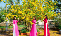 Chuyện lạ, giữa tháng Ba mà cây mai vàng vạn người mê ở một huyện của Nghệ An tuôn hoa cản đâu có kịp