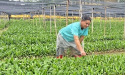Ở một nơi của Hải Dương, dân trồng thứ rau gia vị gì mà mùi thơm thèm ăn, hễ cắt là bán hết veo?