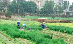 Giải phóng ruộng đồng, giá rau củ quả 'trượt dốc', nông dân trồng rau Vĩnh Phúc nói một câu nghe bất ngờ