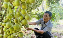 Tỷ phú Bình Định là một bác nông dân trồng cây ăn quả xen canh, có loại cây ra trái cản đâu có kịp