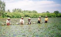 Loại cây bơi giỏi, ra quả gọi là củ, ăn bùi, ngọt, dân một nơi ở Vĩnh Long kiếm tiền nhiều gấp đôi trồng lúa