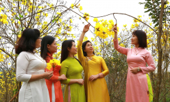 Ở Yên Bái có một 'hòn đảo vàng' trên hồ nước nhân tạo lớn thứ 4 của Việt Nam, hoa gì nở cản chả kịp?