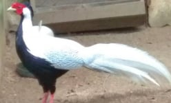 Tái thả 10 con động vật hoang dã lông trắng như tuyết vô rừng thuộc VQG Cúc Phương ở Ninh Bình