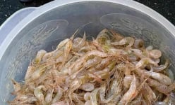 Đặc sản Việt Nam, loài động vật này xưa bơi đầy đồng, nay là của hiếm, ngon hơn thịt cá, hơn mâm cao cỗ đầy