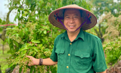 Một tỷ phú Hưng Yên là ông nông dân trồng cây đặc sản ra quả ngon, bán cao nhất 500.000 đồng/kg