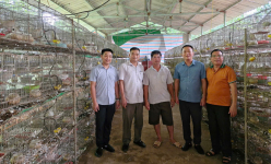 Thứ chim to hơn nắm tay, chỉ ngồi trong lồng ăn rồi đẻ cản chả kịp, một nông dân Lạng Sơn thu 300 triệu/năm