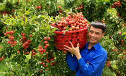 Người dân băn khoăn: Sáp nhập xã, sáp nhập tỉnh, bánh cáy Thái Bình, tương bần Hưng Yên, vải thiều Lục Ngạn gọi thế nào?