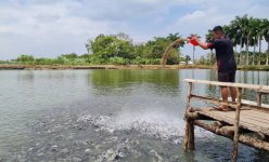 Một loài cá của Việt Nam “bơi” khắp thị trường Đông Nam Á