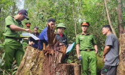 Một doanh nghiệp tại Lâm Đồng bị thu hồi hơn 100ha đất vì vi phạm Luật Đất đai