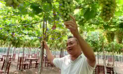 Đất bỏ hoang biến thành 'vườn địa đàng', anh nông dân Sài Gòn này bất ngờ cứ hái quả là ra tiền