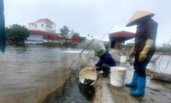 Vùng đầm Hải Phòng nông dân đang thả cá giống, tôm giống, chính thức bước vào vụ nuôi thủy sản mới