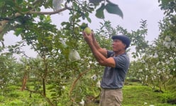 Vô vườn nhà một ông nông dân Nghệ An cắn quả ổi lê Đài Loan, ngọt tận chân răng, hé lộ bí quyết bất ngờ
