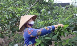 Hái thứ lá người xưa hay dùng trị bệnh tiêu hóa làm trà, nông dân một huyện ở Hải Dương thu tiền gấp đôi