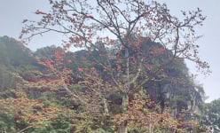 Đây là cây cổ thụ đang xôn xao nhất mạng xã hội ở Ninh Bình, dân tình đang kéo đến chụp hình