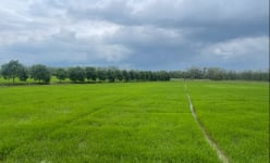 Ở một huyện của Tiền Giang, dân trồng lúa hữu cơ kiểu gì mà lúa bán giá tốt còn lĩnh thêm tiền?
