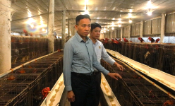Một trang trại nuôi gà trị giá 20 tỷ là của tỷ phú Hải Dương, bán hàng triệu con gà giống/năm