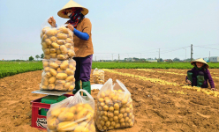 Dân nơi này ở Nghệ An trồng thứ cây ra củ la liệt, đếm chả xuể, cân ngay tại ruộng đếm tiền liền tay