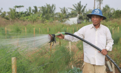 Loại rau giàu  folate, sắt, ví như 'rau hoàng đế', trồng thành công ở Bạc Liêu, bẻ mầm non bán hút hàng