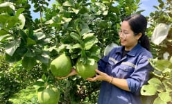 Biến đất cằn thành vườn tiền tỷ, bẻ toàn quả ngon, một cô gái Đắk Lắk khiến cả làng phục lăn