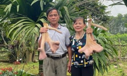 Cận cảnh cặp lộc nhung hươu “khủng” nặng 4,12kg ở 'thủ phủ' nuôi động vật hoang dã nhiều nhất Hà Tĩnh
