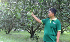 Dân một huyện ở Bình Dương thẫn thờ nói, chưa từng thấy bưởi da xanh rẻ rề như bây giờ, trái rụng mặc kệ