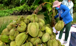 Chán ngán thu mua hàng trôi nổi, doanh nghiệp Việt Nam tự xây dựng vùng nguyên liệu trái cây xuất khẩu