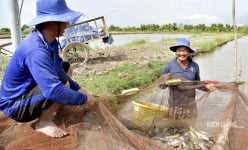 Đây là vật nuôi làm con giống đang tăng giá tốt ở Kiên Giang, loại bán theo con, loại bán theo ký