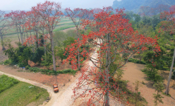 Nơi này ở Nghệ An, hàng chục cây cổ thụ đang bung nở hoa đỏ rực, đẹp miên man khiến mạng xã hội phát sốt