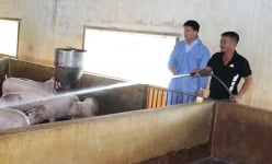 Giá lợn hơi ngày 29/3 tiếp tục giảm trên cả nước và 'sẽ giảm nữa', Hà Nội, Bắc Giang, Hải Dương còn bao nhiêu lợn?