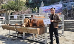 Hà Giang mang bò vàng lên sàn đấu giá, tiền thu được để xóa nhà tạm, nhà dột nát cho dân