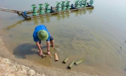 Nuôi tôm bị nhiễm bệnh phải bỏ hoang, thả con vật này xuống, vụ đầu anh nông dân Nghệ An đã lãi trăm triệu