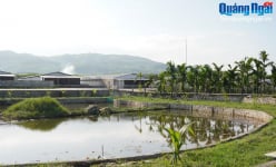 Ở một nơi hẻo lánh ở Quảng Ngãi, Google không định vị nổi, có trang trại 10ha nuôi cá, heo gà, thu tiền tỷ/năm