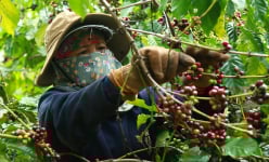 Xuất khẩu nông lâm thủy sản 9,3 tỷ USD, Việt Nam đang xuất siêu sang Mỹ bất chấp nguy cơ chiến tranh thương mại