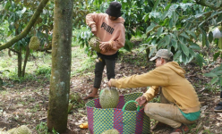 Một tỉnh Tây Nguyên từng được sáp nhập với tỉnh Lâm Đồng, Đắk Lắk, nay trồng toàn cây đặc sản, thu về 25.696 tỷ đồng