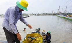 Loại vật nuôi chủ lực này ở Sóc Trăng giá bán đang cao, vì sao nông dân vẫn 'không vội được đâu'?