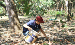 Việt Nam là nguồn cung một loại hạt lớn nhất cho Mỹ, trong khi Campuchia tham vọng là nước xuất khẩu điều hàng đầu
